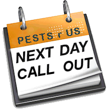 Pest Control. Pest Control Company Malaga